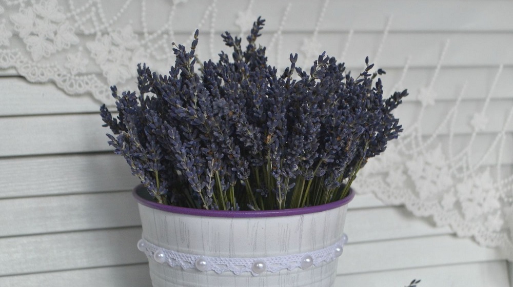 Лаванда