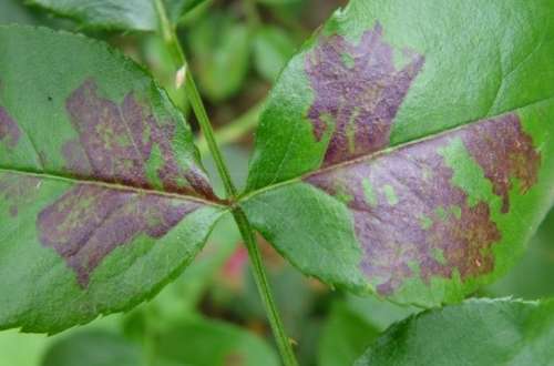 Болезни розы