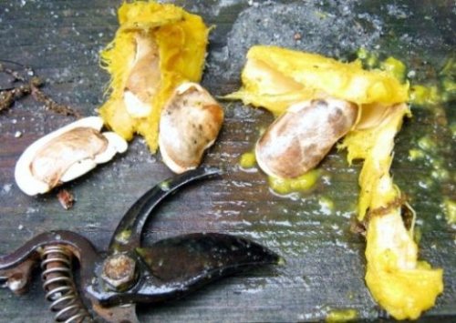 Косточка манго