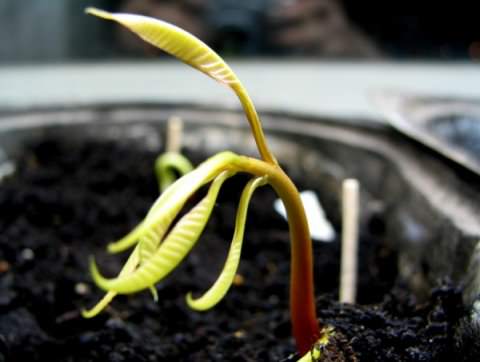 Росток манго