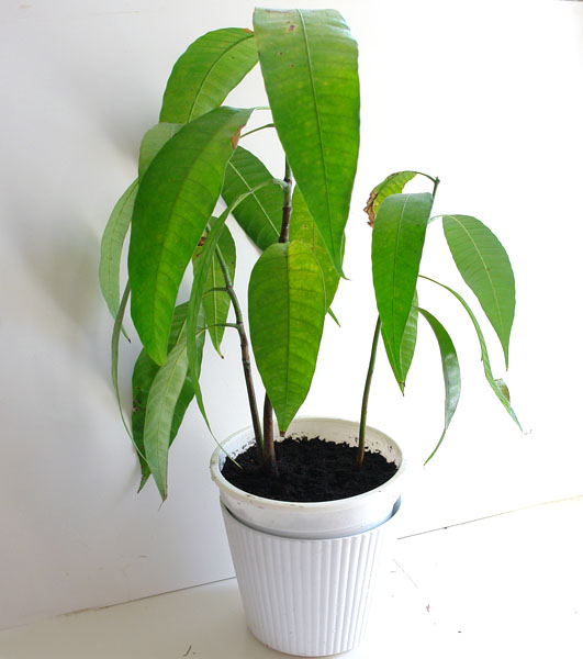 Манго в горшке