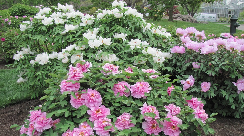 Пион древовидный