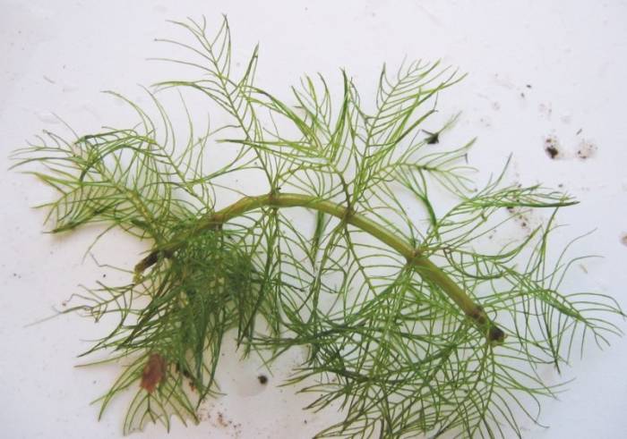 Перистолистник