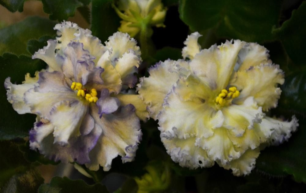 Фиалка Солнечный мальчик