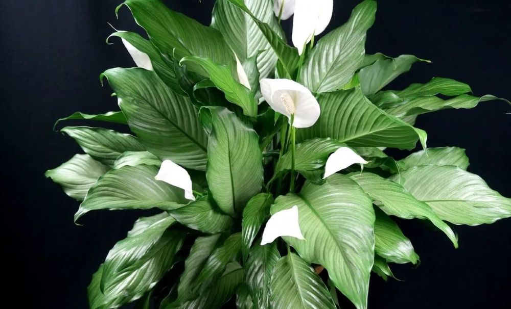 Спатифиллум