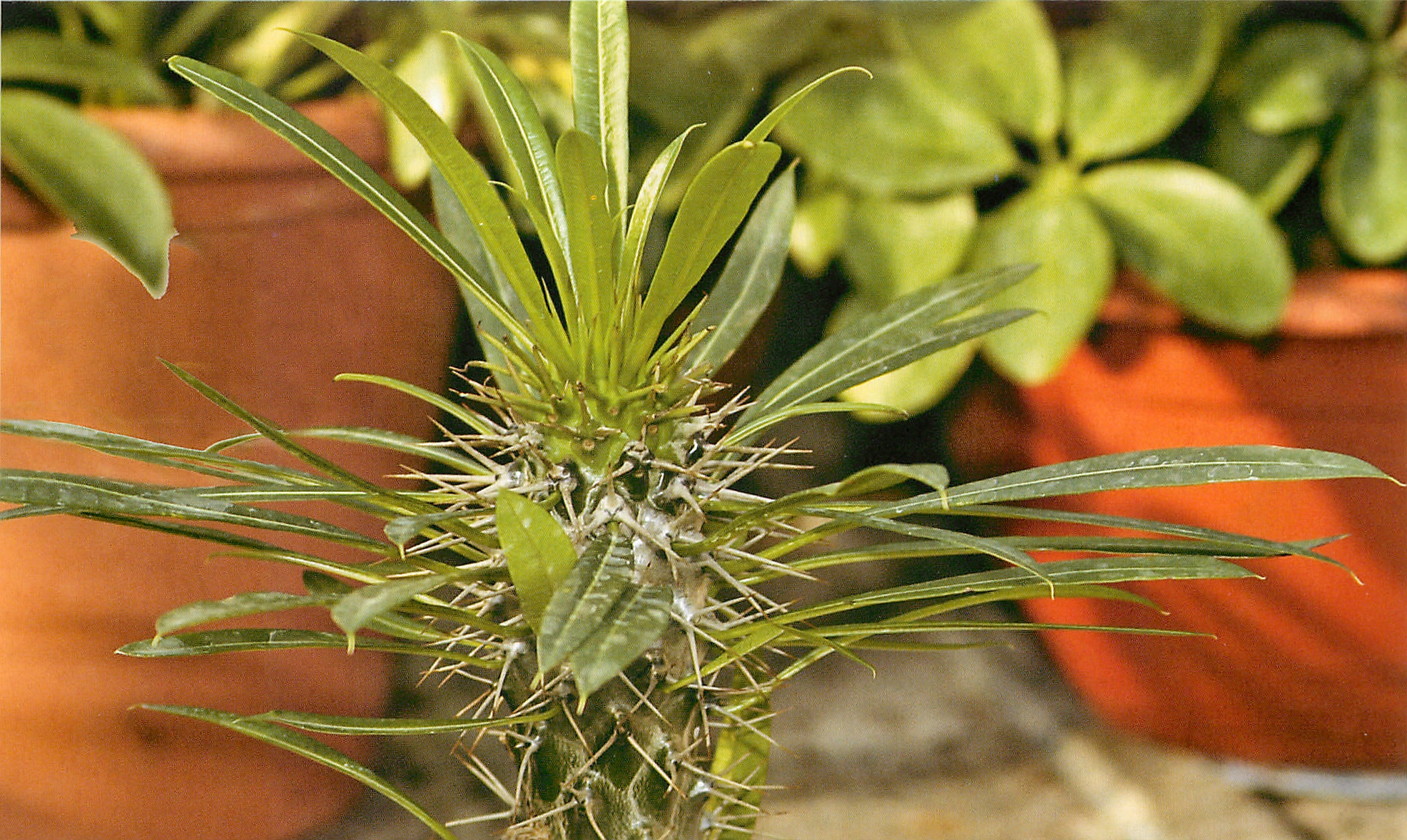 Пахиподиум