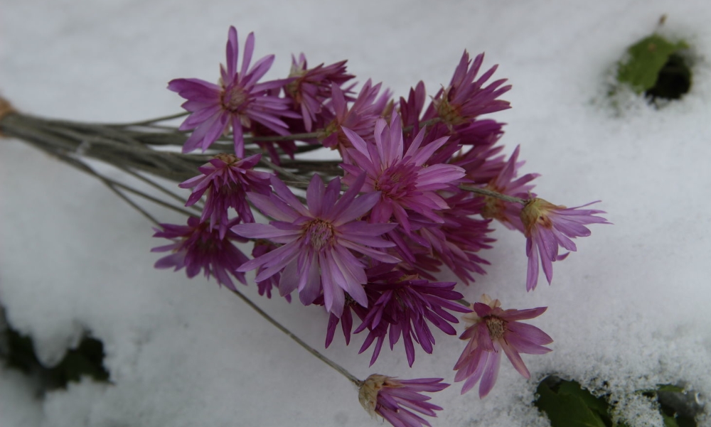 Ксерантемум