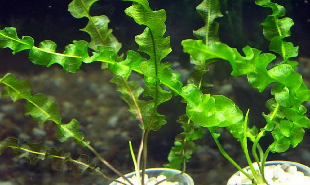 Апоногетон