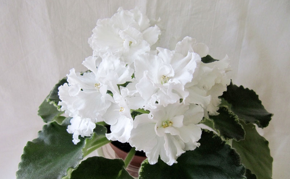 Белая Фиалка ян морозко