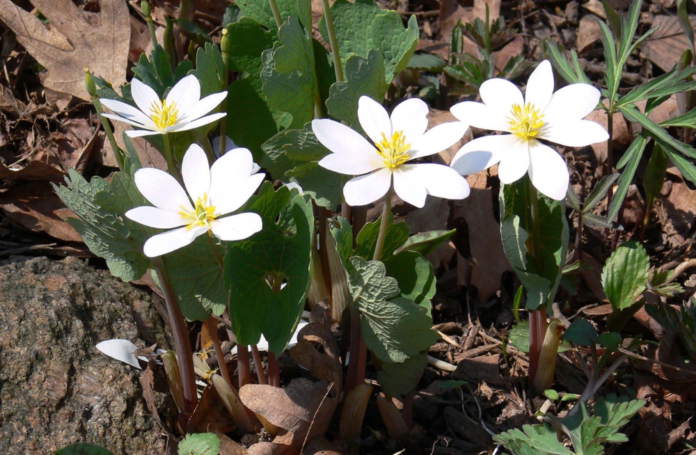 Сангвинария