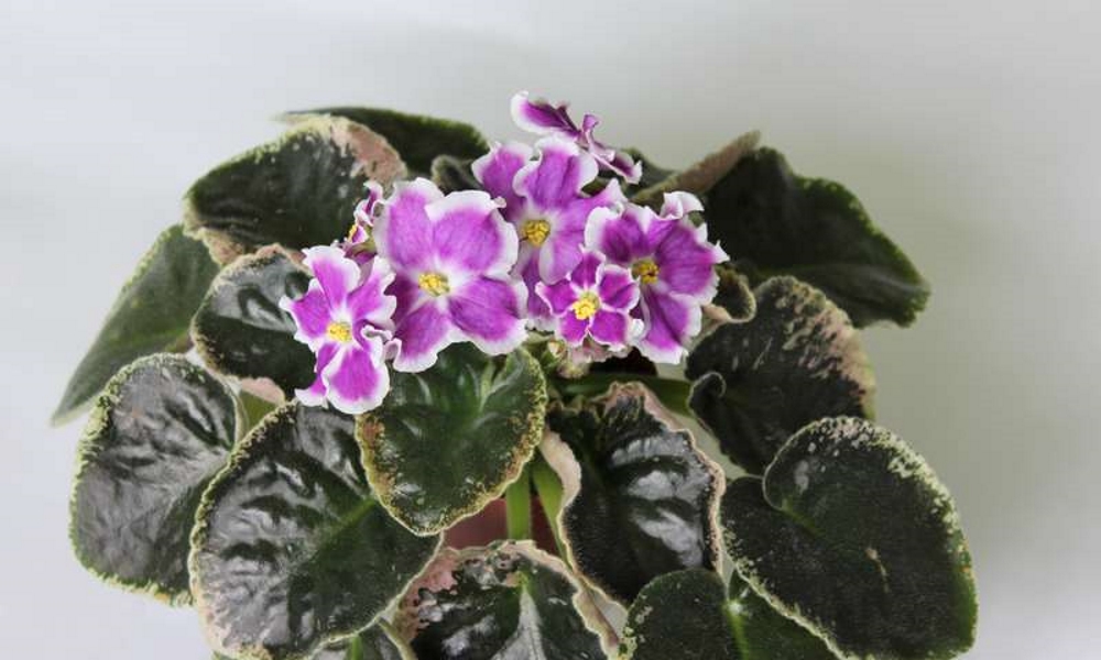 Фиалка сияние звезд в горшке