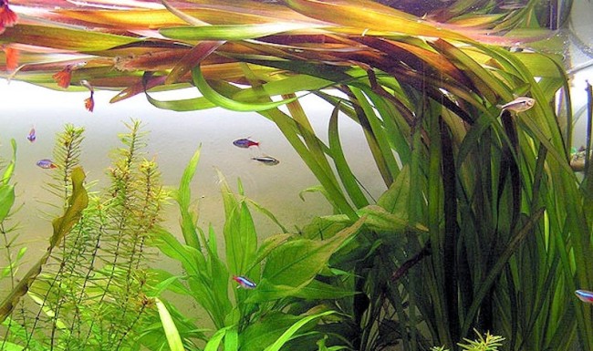 Валлиснерия