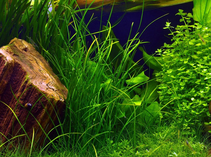 Валлиснерия