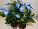 Антуриум синий Антуриум синий