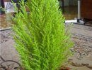 Виды комнатного кипариса Виды комнатного кипариса