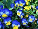 Синие и желтые анютины глазки Синие и желтые анютины глазки