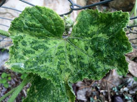 Огуречная мозаика на агератуме