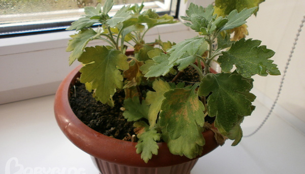 Желтеют листья у хризантем