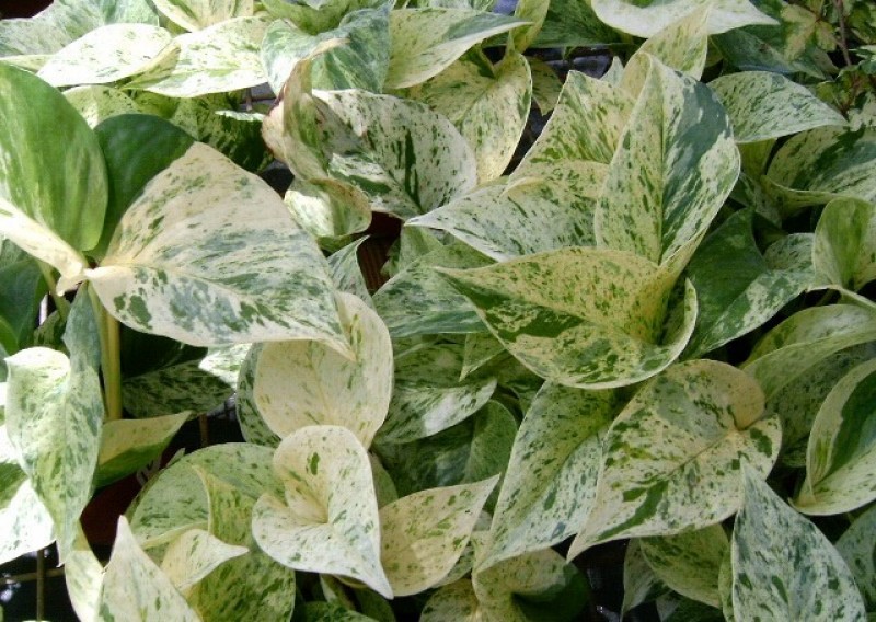 Сциндапсус