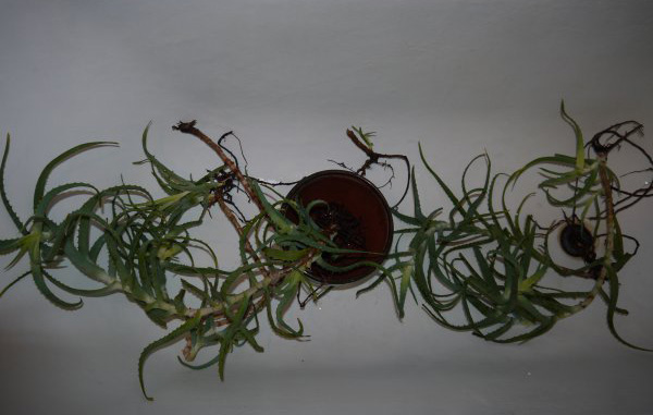 Размножение комнатного растения алоэ