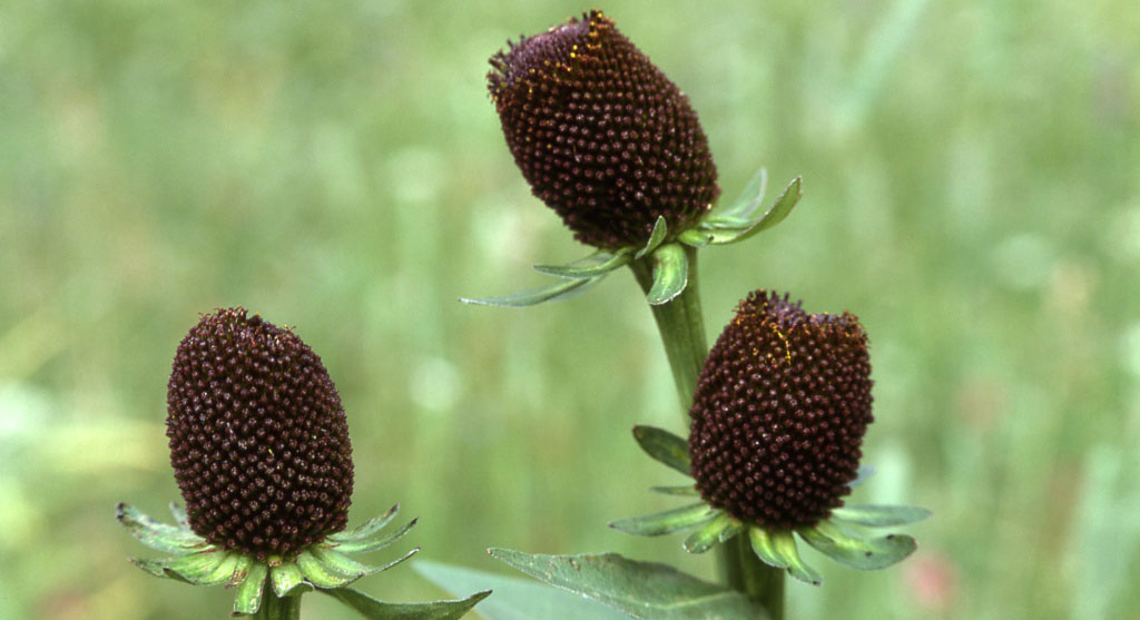 Рудбекия западная