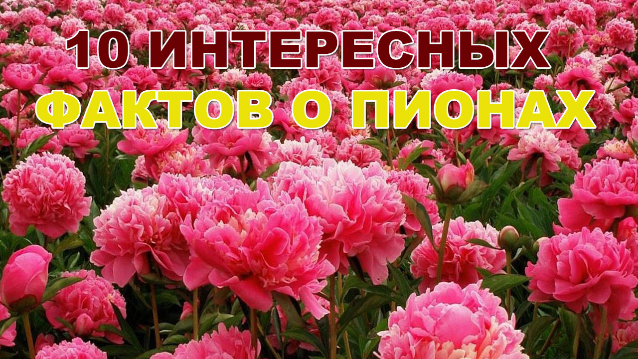 цветы пионы 10 интересных фактов