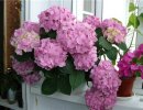 Гортензия комнатная Гортензия комнатная