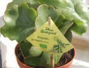 Кактус рипсалис вид Толстокрылый (Rhipsalis pachyptera) Кактус рипсалис вид Толстокрылый (Rhipsalis pachyptera)