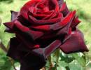 Роза черная магия Роза черная магия