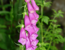 Наперстянка пурпурная (Digitalis purpurea) Наперстянка пурпурная (Digitalis purpurea)