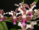 Ванда трехцветная Ванда трехцветная