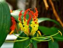 Глориоза роскошная Глориоза роскошная