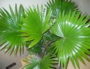 Домашняя пальма ливистона Домашняя пальма ливистона