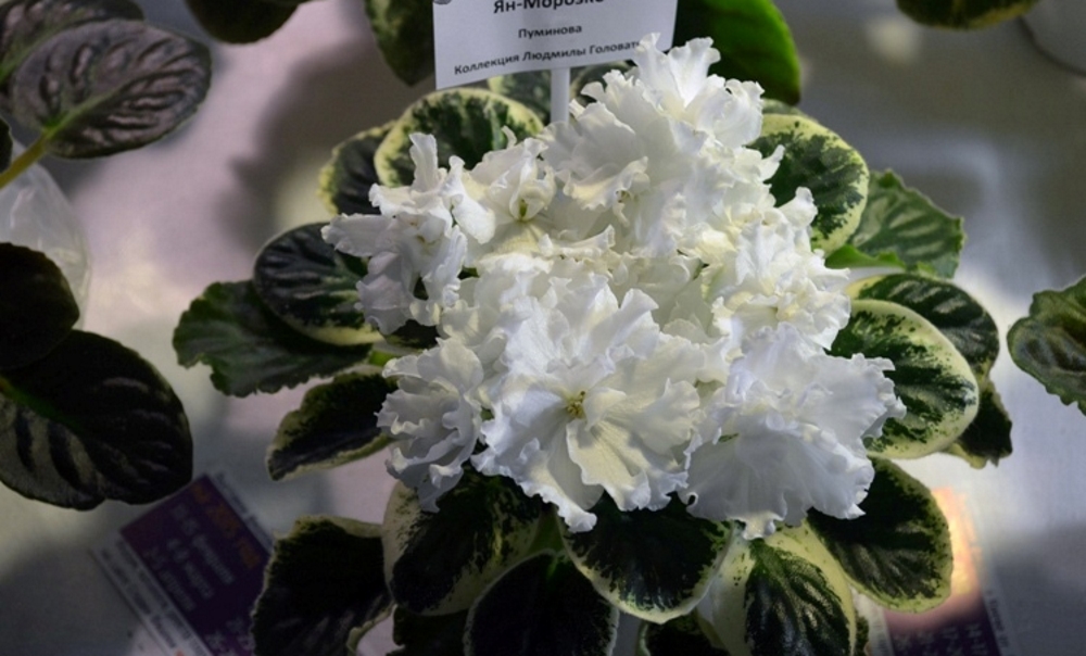 Фиалка ян морозко