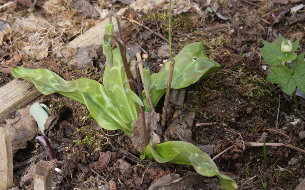 Сангвинария