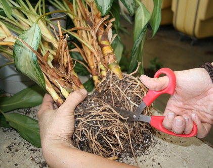 Размножение аглаонемы