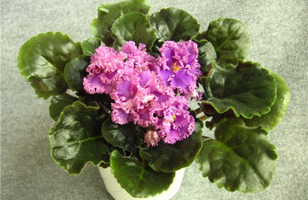 Фиалка Фуксиевое кружево