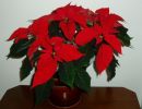 Пуансетия Пуансетия
