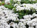 Агератум. Летний снег (Summersnow) Агератум. Летний снег (Summersnow)