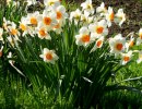 Нарциссы Нарциссы