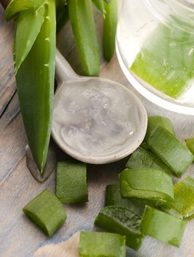 Полезные свойства растения алоэ