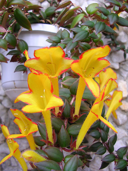 Температура выращивания домашнего растения колумнея