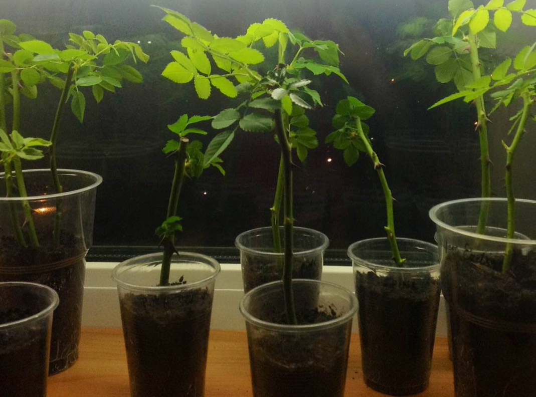 Размножение розы Розариум Ютерсен