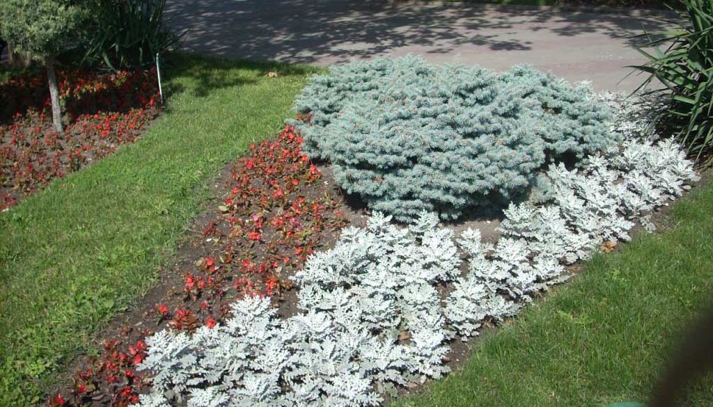 Цинерарии с другими растениями