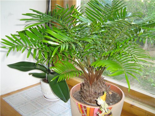 Освещенность для замии