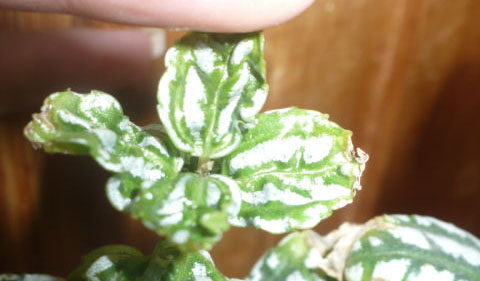 Листья сморщиваются у пилеи