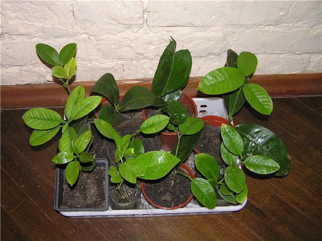 Размножение лимона