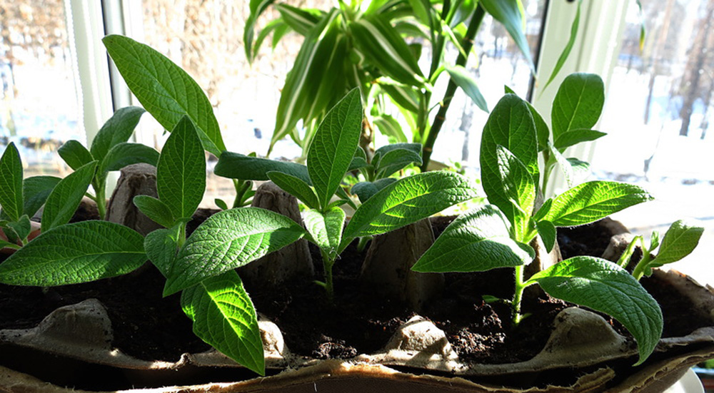 Методы размножение гелиотропа