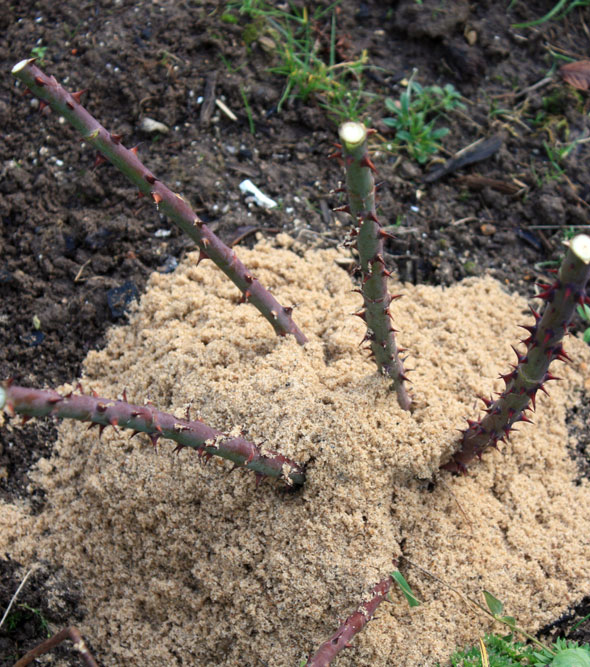 Мульчировать розы