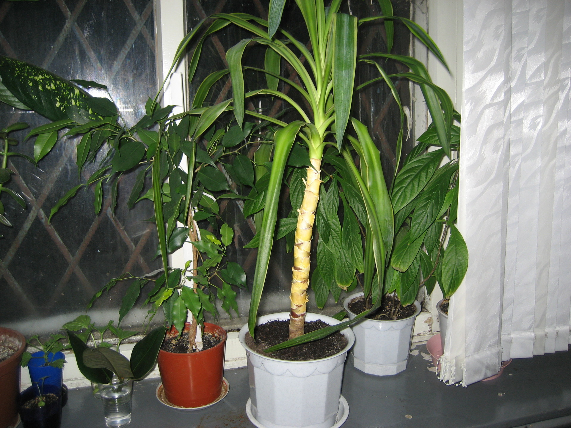 Посадка комнатного цветка юкка